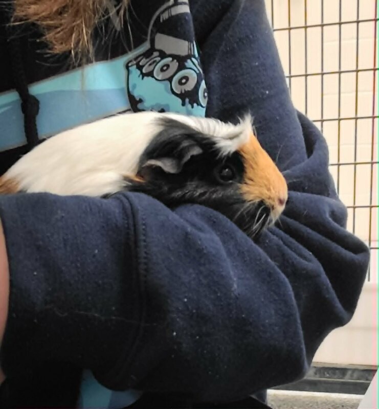 Picture of the Animal Listed